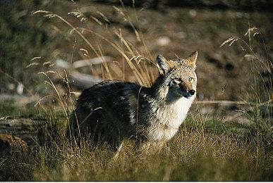 英国电影和电视艺术学院宣布劳拉成最具标志性游戏角色